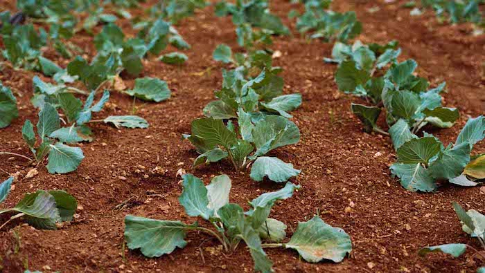 curso agricultura