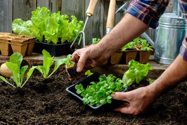 curso de huerta organica
